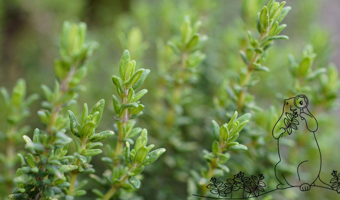 Le thym : cette plante aux nombreux bienfaits
