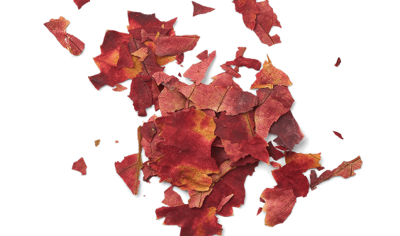 Les feuilles de Vigne Rouge