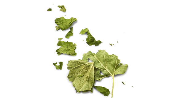 La Feuille de Cassis