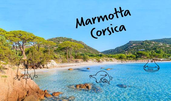 Marmotta Corsica !