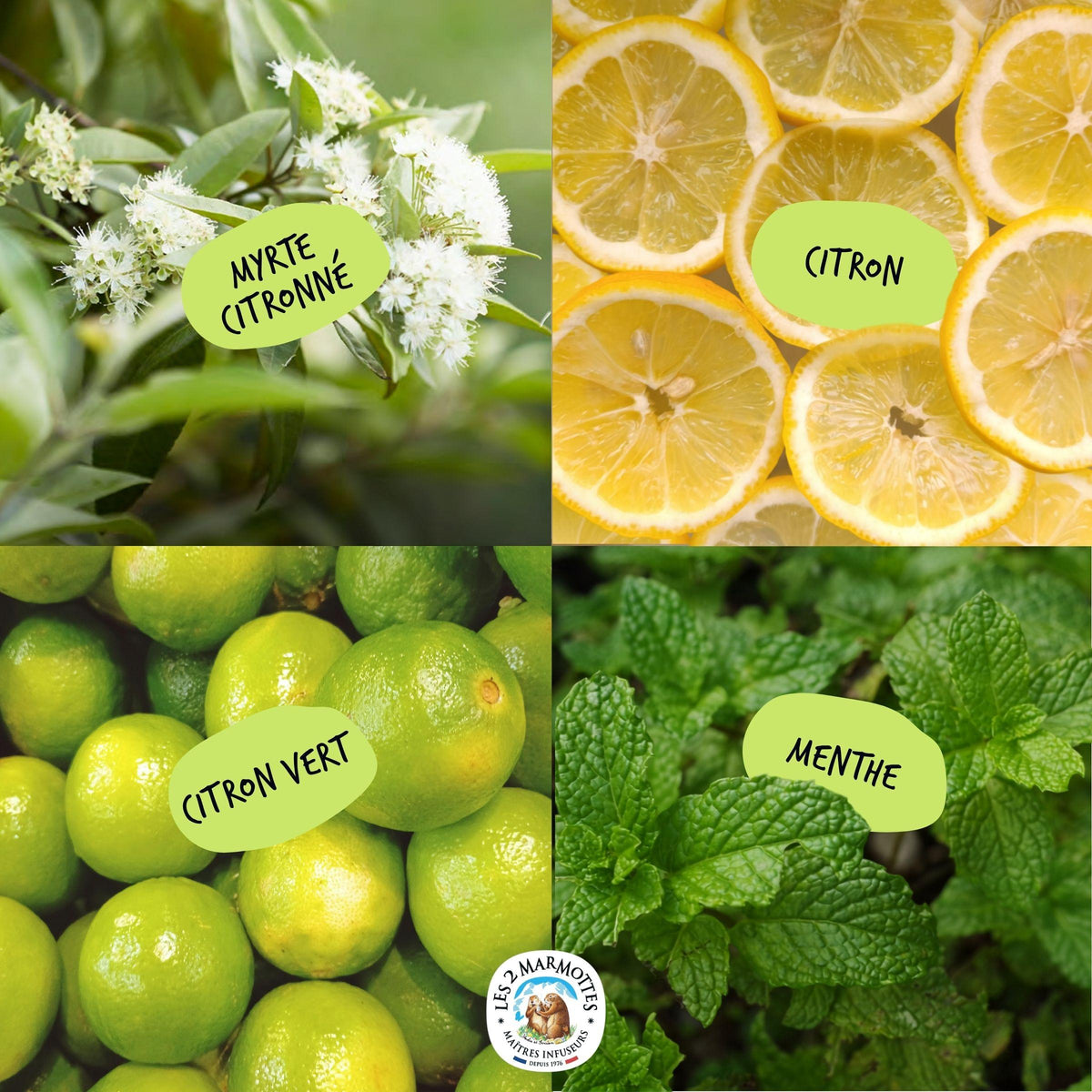 Dizest doit son goût uniquement à de vrais plantes et fruits : menthe douce, citron jaune, citron vert, citronnelle, myrte citronné...