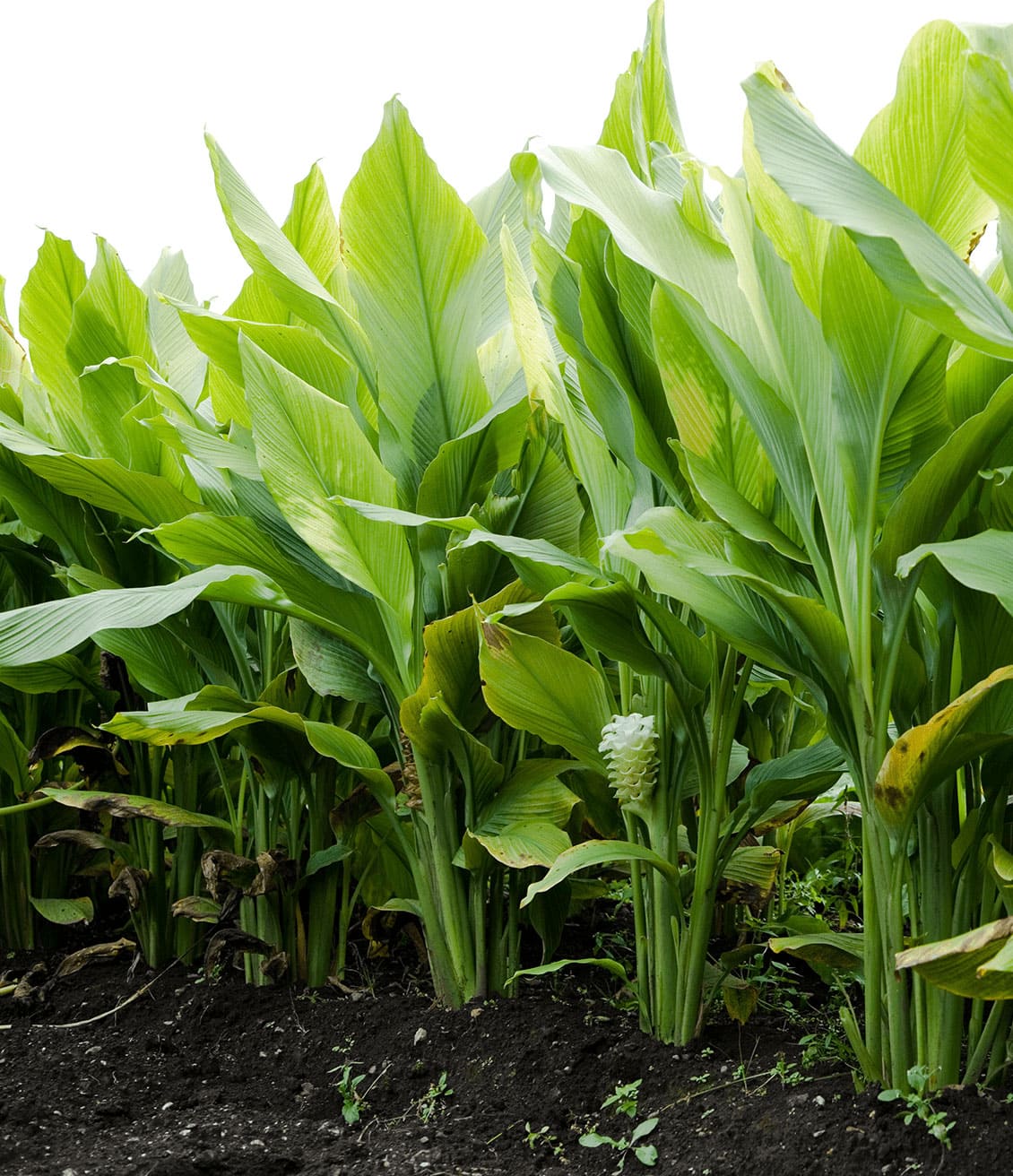 Ce sont les tubercules du curcuma qui sont utilisés dans les tisanes