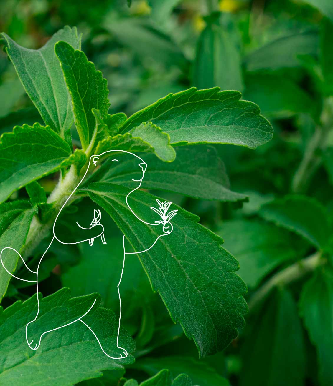 Les feuilles de stévia sont utilisées pour leur goût sucré