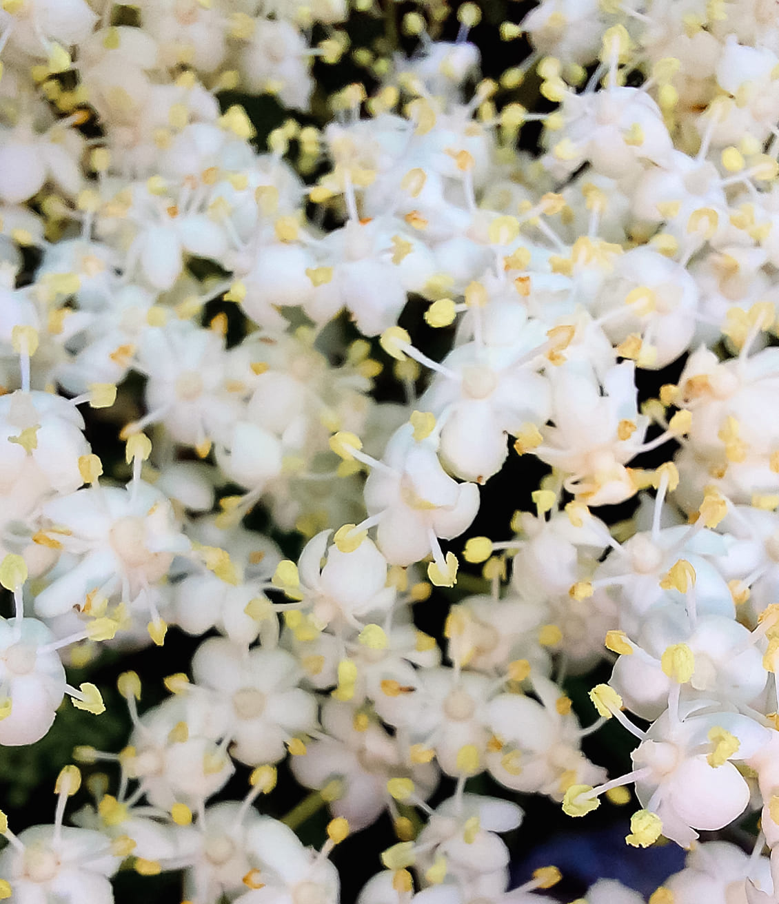 Les fleurs blanches de sureau sont comestibles et peuvent être utilisées en sirop, en beignets ou en tisane