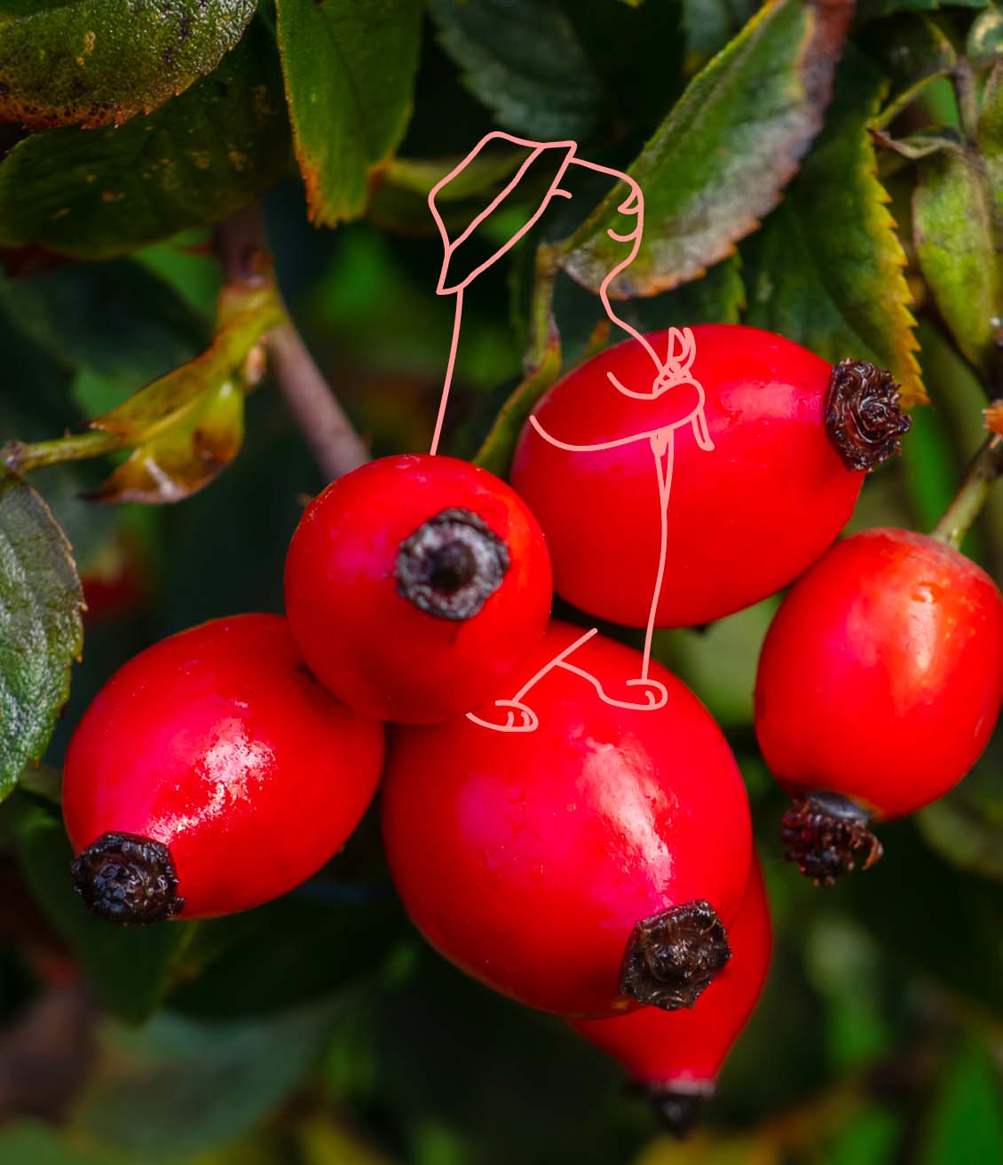 Le cynorrhodon est un petit fruit rouge qu'on utilise en infusion une fois séché et débarrassé de ses poils urticants