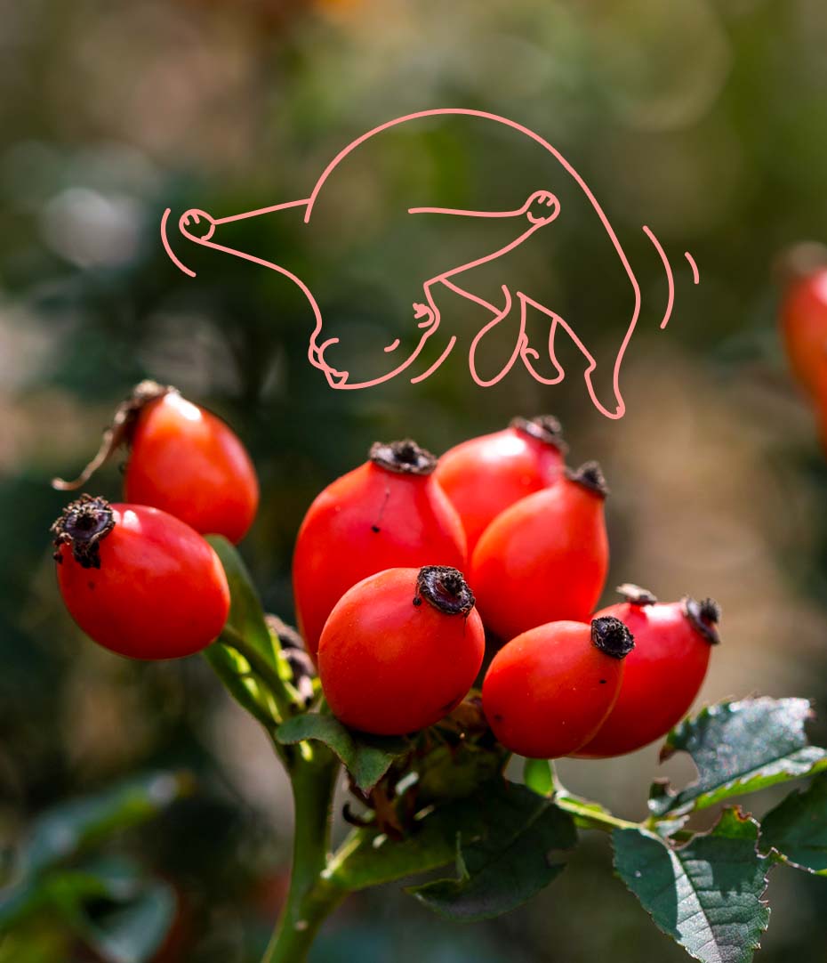 Le cynorrhodon (ou cynorhodon avec un seul R) est un fruit sauvage à la pulpe vitaminée