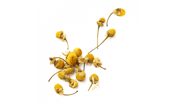 La Camomille