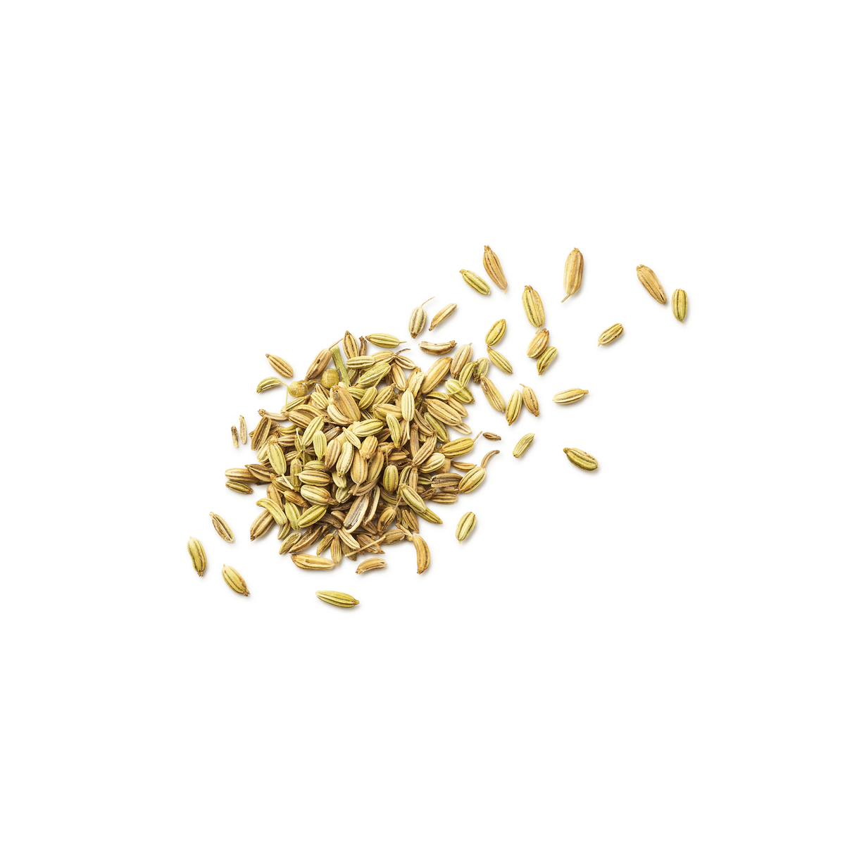 Fenouil