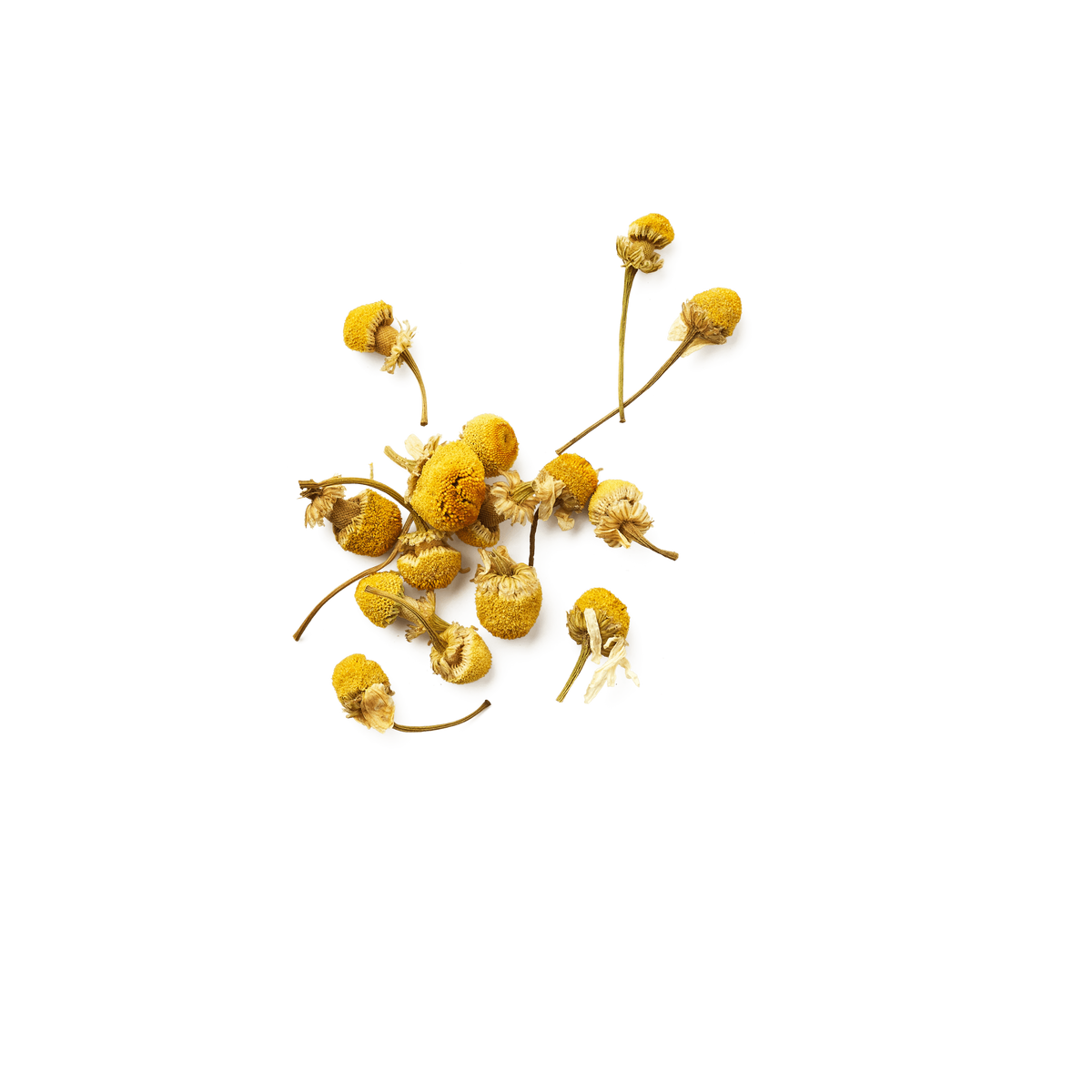 Camomille