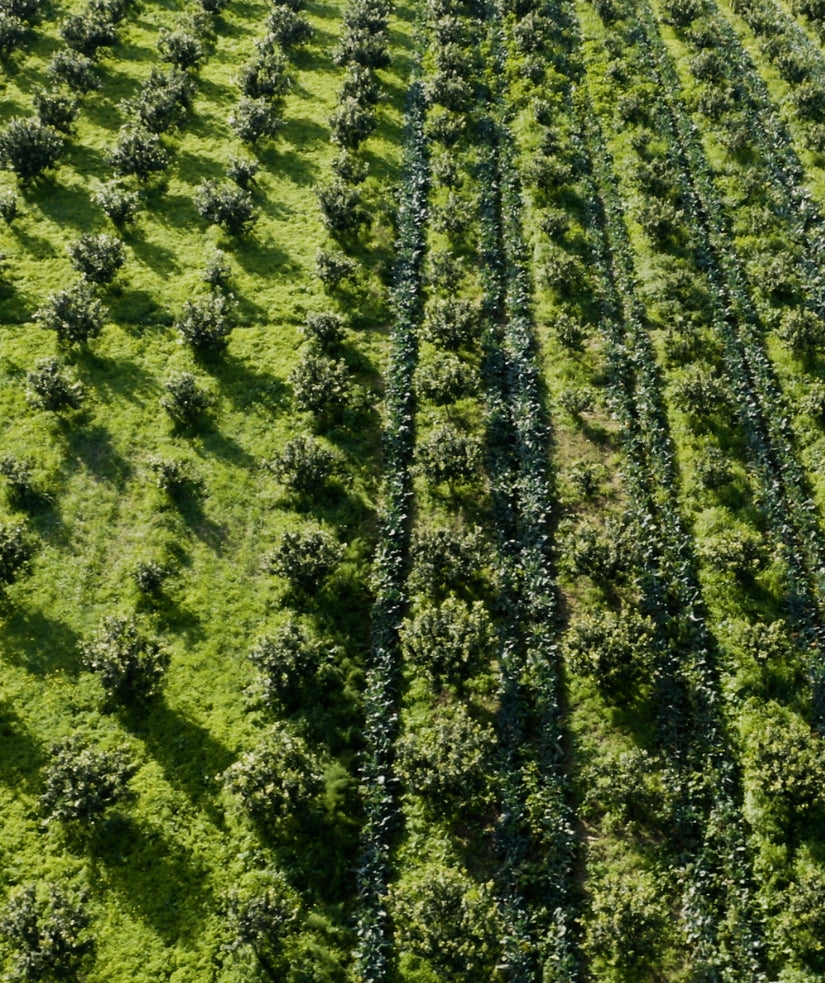 Plantation d'agrumes vue de dessus