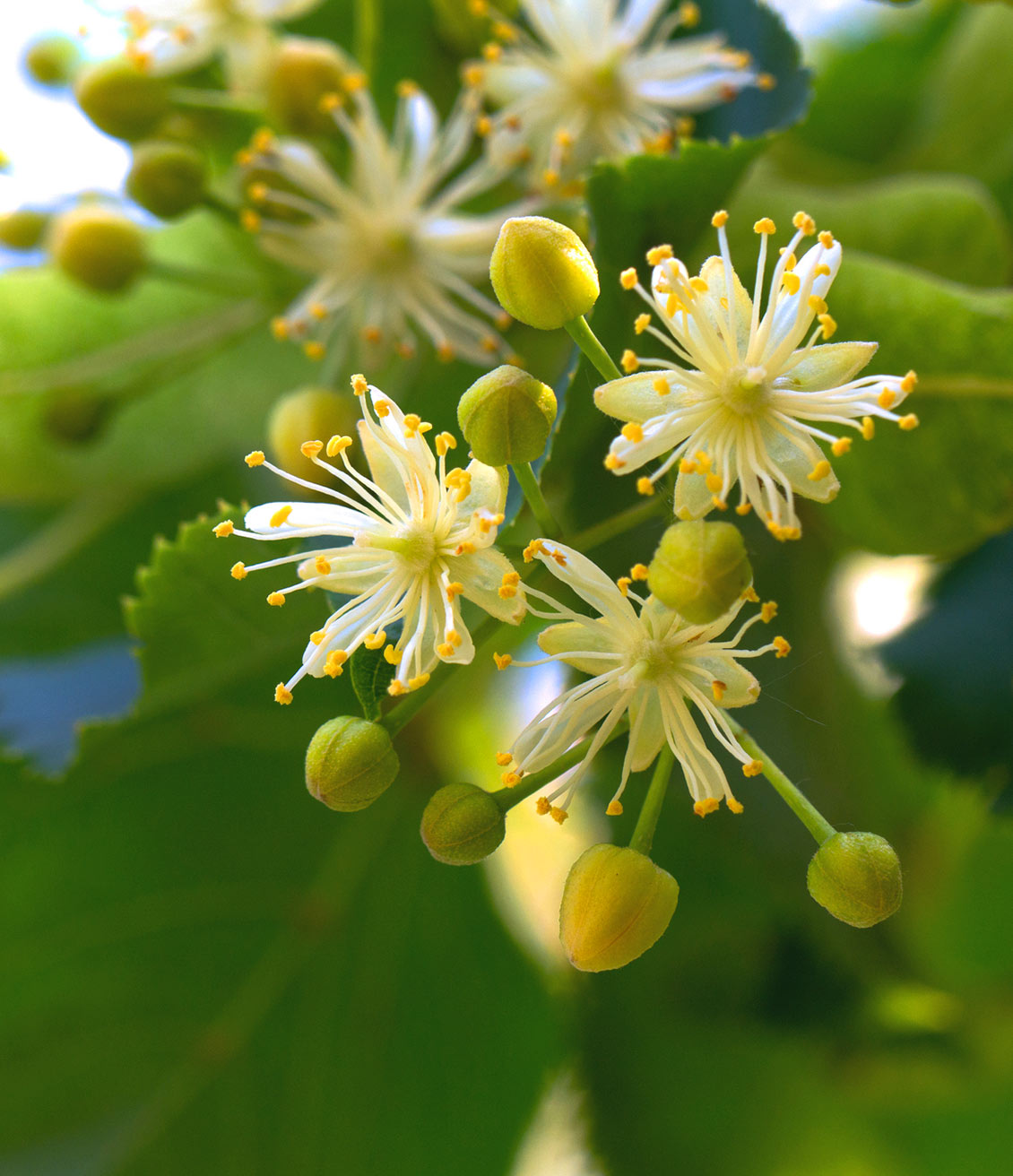 On utilise les bractées du tilleul en infusion, les fleurs et la partie sommitale