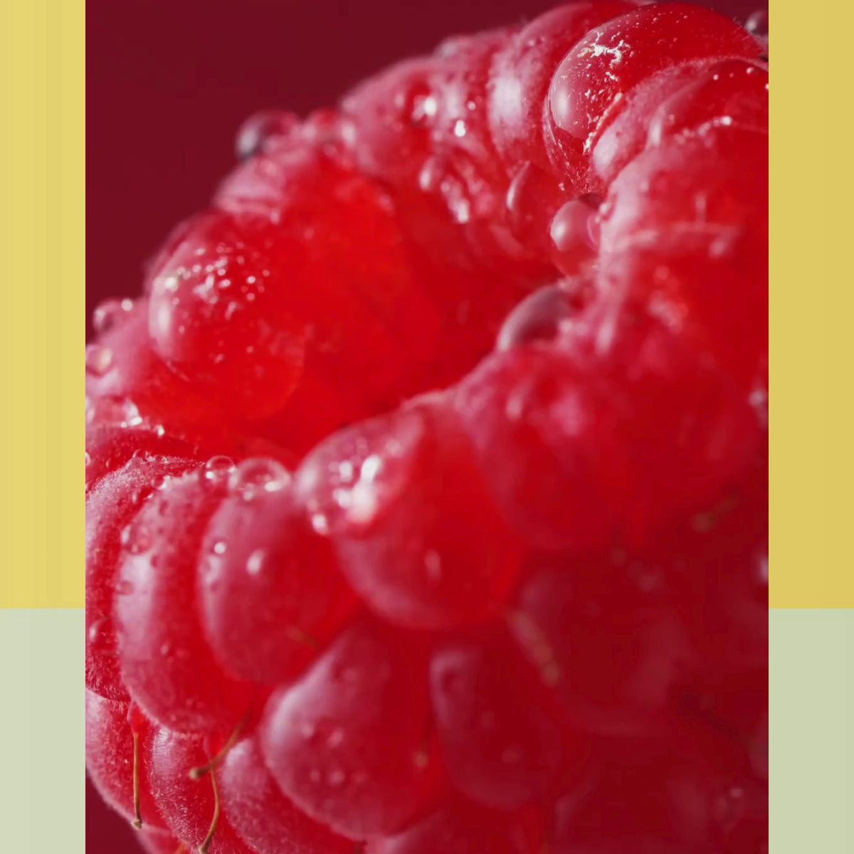 Ingrédients et préparation tisane vrais fruits rouges les 2 marmottes